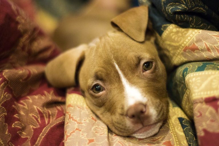 Pitbull Puppy Was Saved After A Challenging Rescue - Wow Bark
