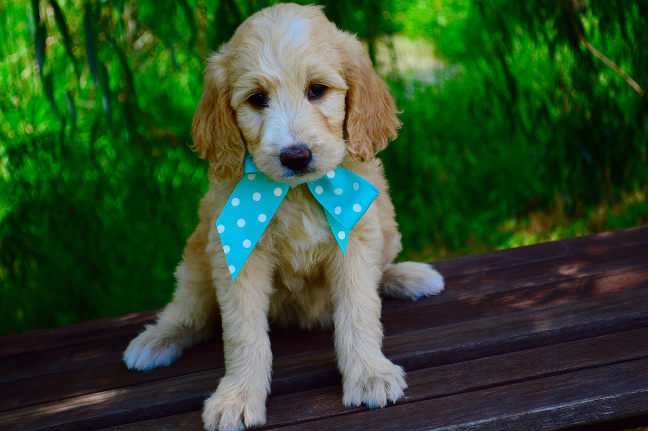goldendoodle, puppy, two