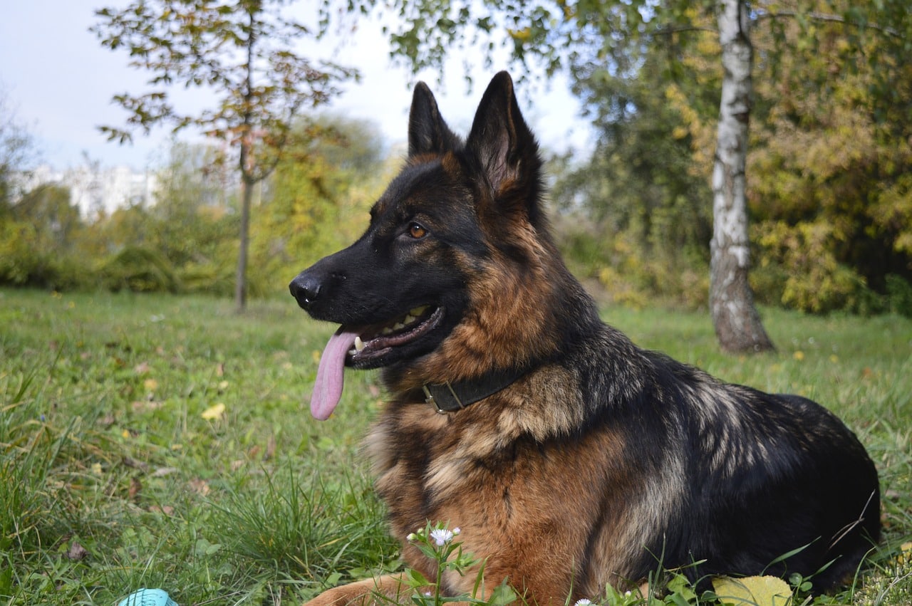 the dog, the german shepherd dog, zvierata