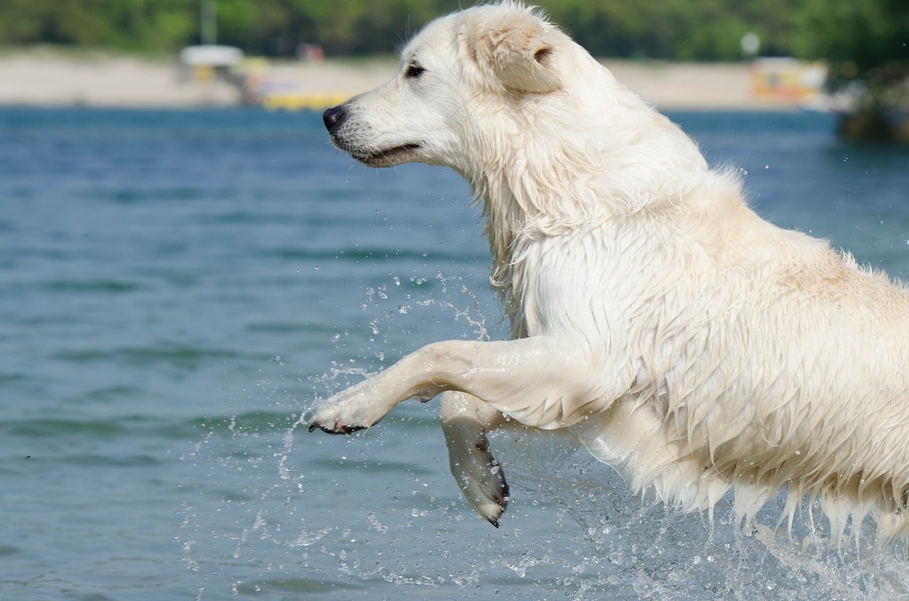 golden retriever, jump into the water, cooling down
